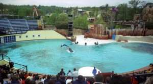 Asterix dolphins