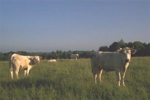 Cows